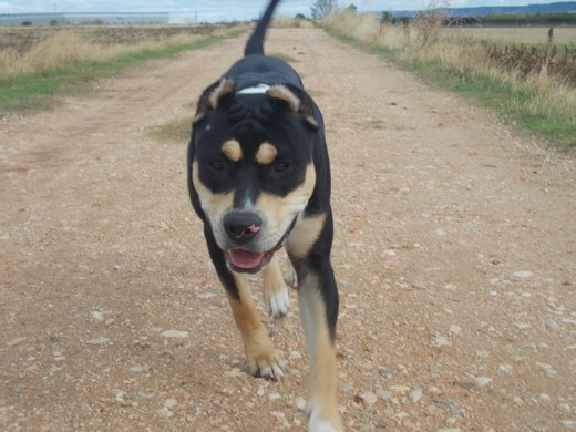 Ella es el primer perro propio que tengo, me le regalaron con 10 meses y aun hay en cosas que la cuestan, pero dia a dia es mas obediente. Le encantan los niños, es muy cariñosa y juguetona.